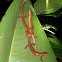 Mombacho Salamander