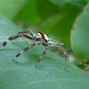 Two Striped Jumping spider