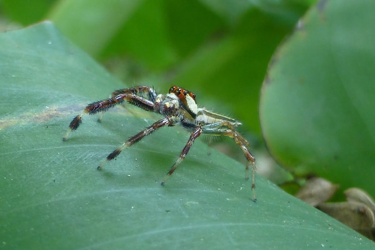 Two Striped Jumping spider