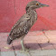 Black-crowned Night-Heron (Immature),  Savacu, Dorminhoco