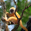 Silverleaf Monkey