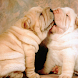 Cute Animal Wallpaper 4