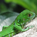 Green Iguana - juvenile