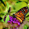 Monarch Butterfly (male)