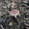Cortinar mushroom