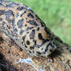 Leopard Slug