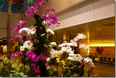 The orchid garden inside the changai airport terminal singapore