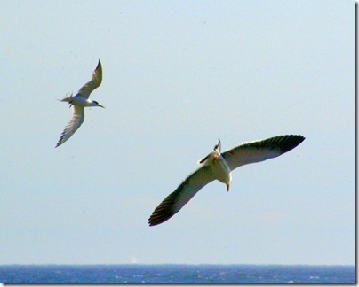 Both diving for the same fish