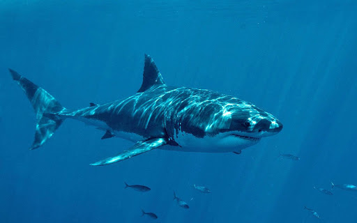 【免費個人化App】Shark Attack Live Wallpaper-APP點子