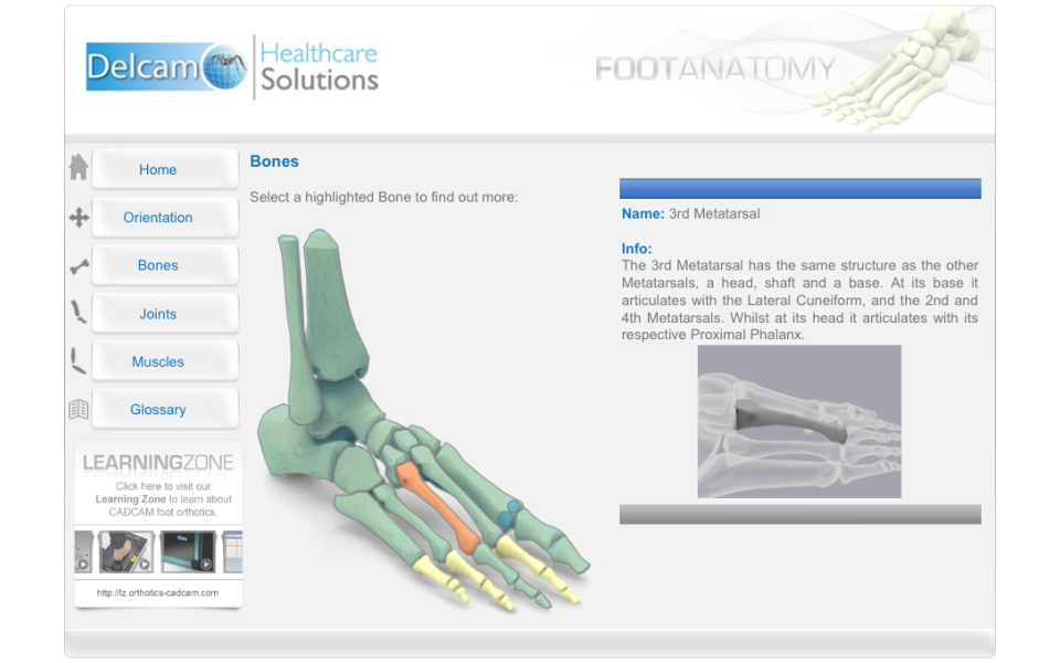    Foot Anatomy- screenshot  
