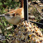 Carolina Wren