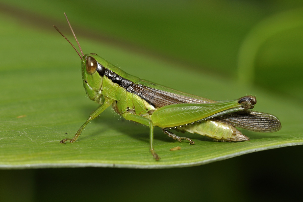 Grasshopper