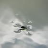 Common waterstrider