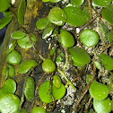 Pyrrosia heterophylla