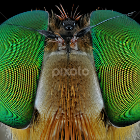 Green in Black by Donald Jusa - Animals Insects & Spiders