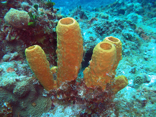 tube-sponge-Cozumel - Colorful tube sponges are part of the seascape seen by snorkelers and scuba divers.