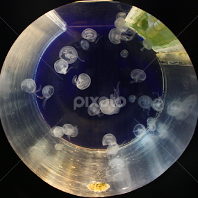 TANK by John Cooper - Animals Sea Creatures