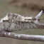 Southern Tussock Moth