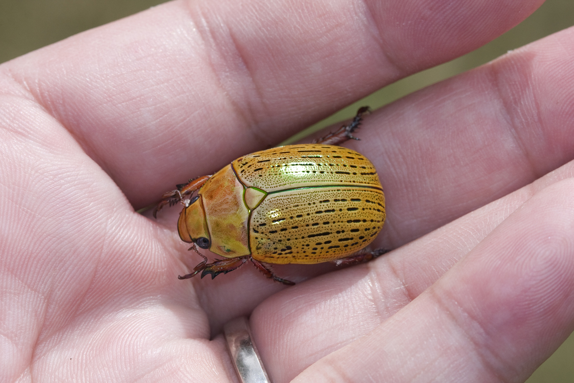 Christmas beetle