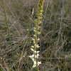 Southern Colicroot