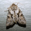Distinct Quaker Moth