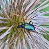 Log-horned beetle/Blaubock