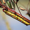 Banded sphinx caterpillar