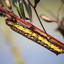 Banded sphinx caterpillar