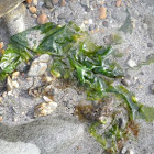 Alga marina. Seaweed