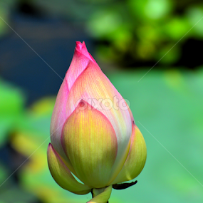 by Jayantakumar Das - Flowers Flower Buds
