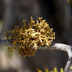 dwarf mistletoe