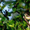 Olive-backed Sunbird or Yellow-bellied Sunbird( Female)