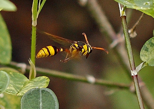 Black-back Potter Wasp