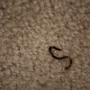 Centipede (Baby)