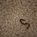 Centipede (Baby)