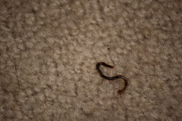 Centipede (Baby) Project Noah