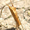 Cattail Toothpick Grasshopper