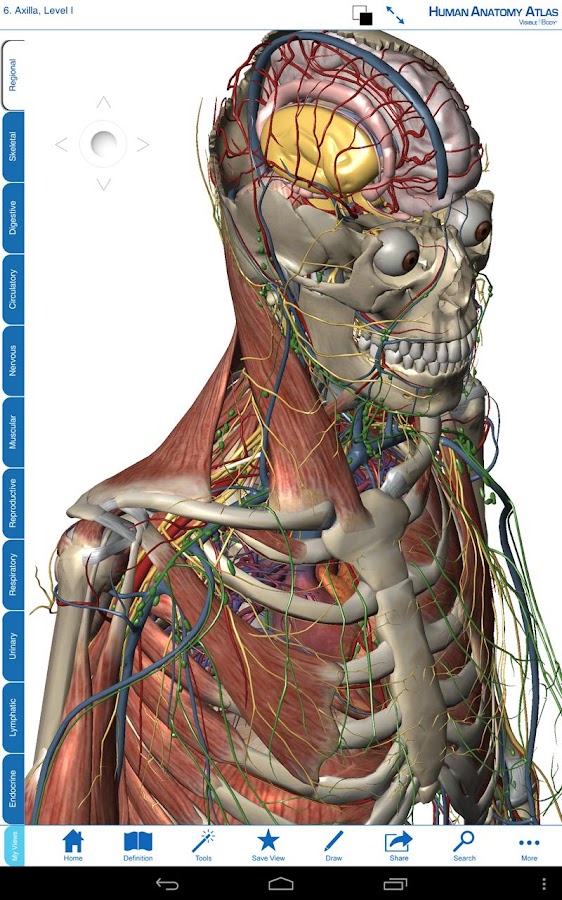 Human Anatomy Atlas - screenshot