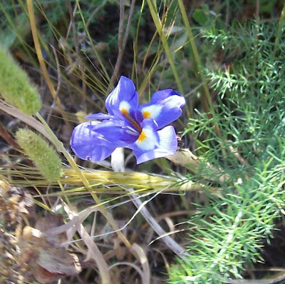 Iris sisyrinchium,
Castagnole,
Giaggiolo dei poveretti