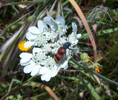 Tordylium officinale,
Ombrellini minori,
Seseli