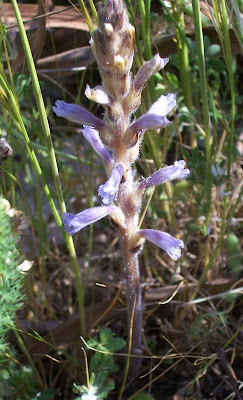 Orobanche ramosa,
branched broomrape,
erva-toira-ramosa,
erva-toura,
Hanfwürger,
hemp broomrape,
hierba tora,
jopo,
orobanche rameuse,
phélipée rameuse,
phélipée rameuse,
Succiamele ramoso,
ästige Sommerwurz