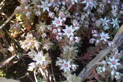 Sedum hispanicum,
Borracina glauca,
Spanish stonecrop