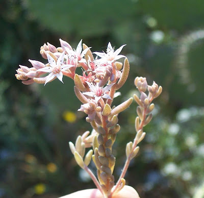 Sedum hispanicum,
Borracina glauca,
Spanish stonecrop