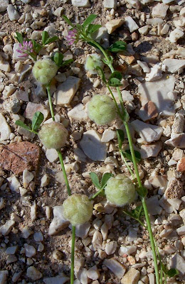 Trifolium tomentosum,
Filziger Klee,
trevo-tomentoso,
Trifoglio tomentoso,
trèfle cotonneux,
trébol de algodón,
woolly clover,
woolly-head clover
