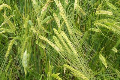 Hordeum vulgare,
barley,
cereal barley,
common barley,
Orzo coltivato,
Six Rowed Barley