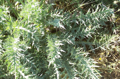 Atractylis gummifera,
acanthomastich,
Masticogna laticifera,
Pine Thistle,
pseudomastich