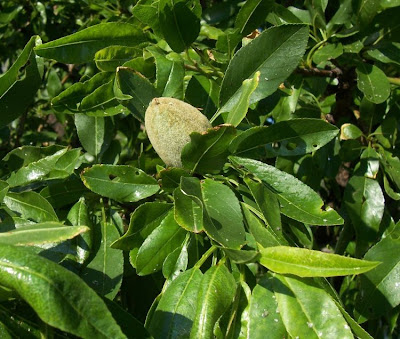 Prunus dulcis,
almendro,
almond,
amandier,
amandier commun,
amendo,
amendoeira,
amêndoa-amarga,
amêndoa-doce,
bian tao,
bitter almond,
Bittermandelbaum,
Common Almond,
Mandel,
Mandelbaum,
Mandorlo,
sweet almond