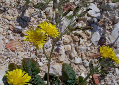 Crepis bursifolia,
Italian hawksbeard,
Radicchiella tirrenica