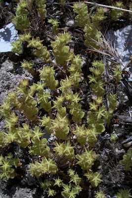 Sedum stellatum,
Borracina spinosa