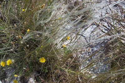 Stipa austroitalica,
Lino delle fate piumoso,
Pennacchini,
Piumette,
Piumini